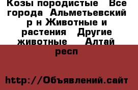 Козы породистые - Все города, Альметьевский р-н Животные и растения » Другие животные   . Алтай респ.